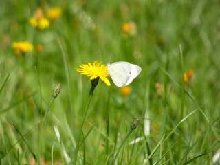 Pieris Butterfly (Whites or Garden Whites