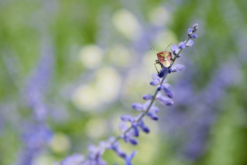 Close-Up Of Red Shield Bug Or Palomena Prasina Collecting Pollen From Russian Sage Flowers Or Perovskia Atriplicifolia