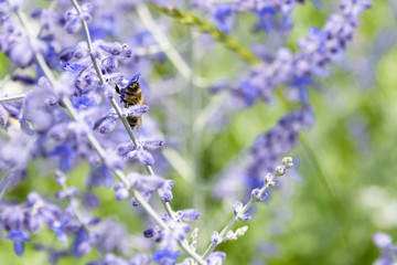 Side Angle View Of Bee Collecting Pollen From Russian Sage Flowers Or Perovskia Atriplicifolia