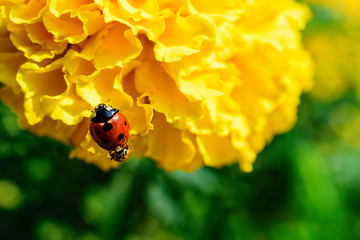 Low Angle Close-Up Of Two Ladybugs Reproducing On A Blossoming Yellow Carnation Flower