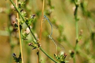 Close-Up Of Two Dragonflies Mating On Plant In Meadow During Summer