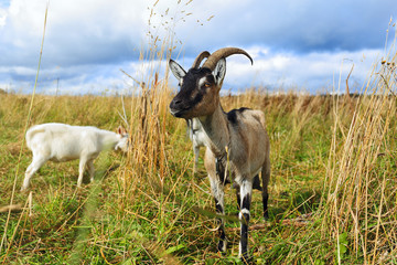 Goat walking on green filed.