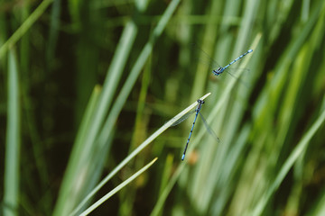 Close-Up Of Rare Encounter Between Two Common Bluetail Damselflies Or Ischnura Senegalensis Meeting On Blade Of Grass