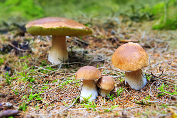 Porcini mushroom in the autumn forest.