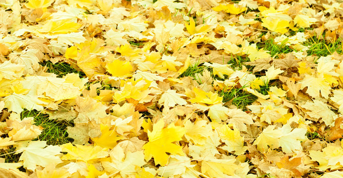 Carpet of autumn maple leaves. Shallow DOF