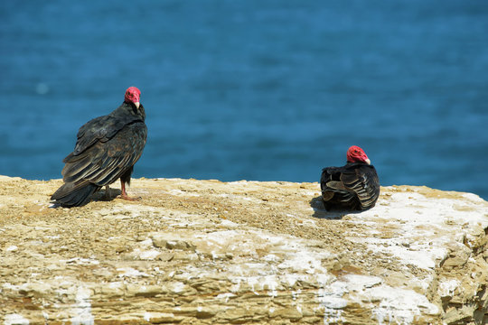 Two turkey vultures in Paracas nature reserve in Peru