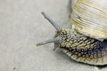 The snail crawls on the ground
