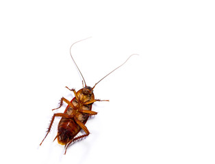 Dead cockroach isolated on white background
