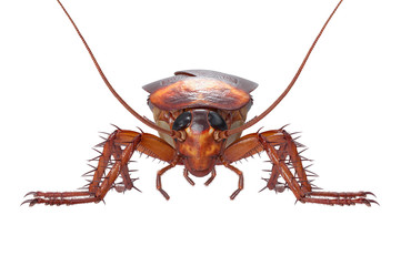 Cockroach bug insect roach creepy and revolting, front view. 3D rendering