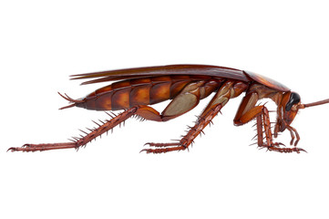 Cockroach bug american brown and orange beetle, side view. 3D rendering