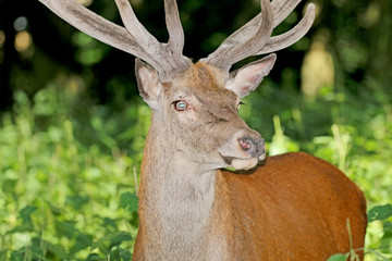 The deer in the forest watched his ears
