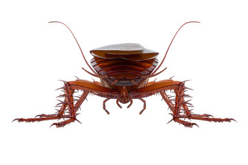 Cockroach bug brown small and shiny beetle, back view. 3D rendering