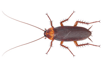 Cockroach bug brown crawling disease pest, top view. 3D rendering