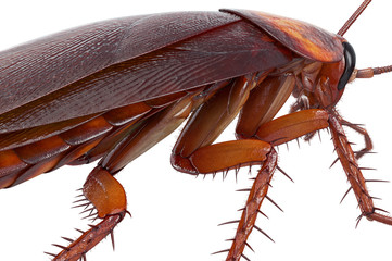 Cockroach bug american creature urban animal, close view. 3D rendering