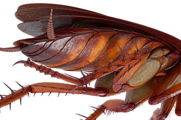 Cockroach bug with orange and brown body, close view. 3D rendering