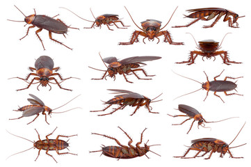 Cockroach bug brown and orange small pest set. 3D rendering