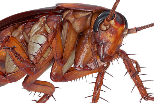 Cockroach bug orange creeping beetle, close view. 3D rendering