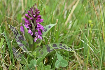Breitblättriges Knabenkraut (Dactylorhiza majalis) am Meissner 