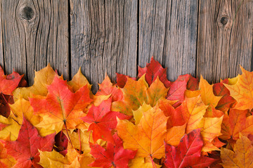 Naklejka na ściany i meble Fall background with maple leaves on wood table