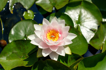 wedding rings on lily
