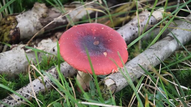 Russula Krasnice Kremlor Gołąbek Haperot fungo ベニタケ属 Galambgomb&aacute;k video  Golobica T&auml;ublinge mushroom Сыроежка hongo 紅菇屬 funghi Holubinka hongos Hneflur Դառնամատիտեղ Sk&oslash;rhat mushrooms Russule روسولا