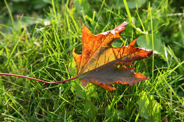 autumn leaf