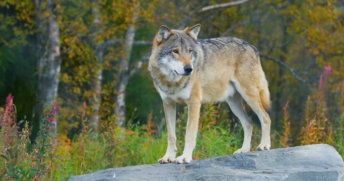 Adult grey wolf standing on a rock in the forest