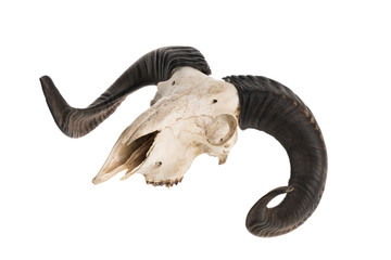 Side view of real ram skull with horns