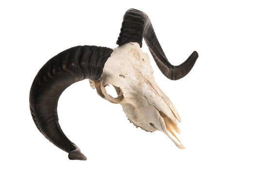 Top view of a ram skull with horns