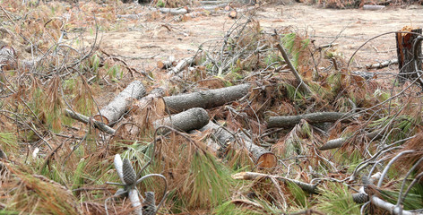 Naklejka na ściany i meble trees and pines cut during deforestation