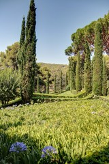 Fototapeta premium Jardin méditereranéen au bord de la mer