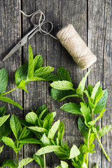 Branch mint leaves and thread with scissors.