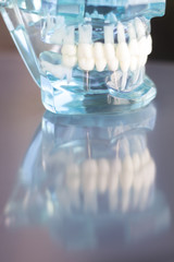 Dentsts dental teeth model