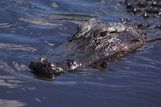 Alligator swimming in the murky waters of the Everglades National Park in Florida