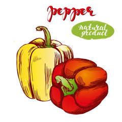 peppers bell vegetable set hand drawn vector illustration realistic sketch