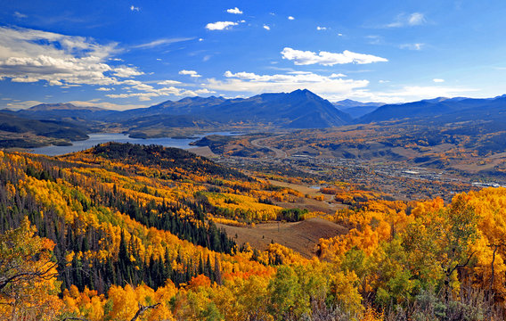 Golden aspens in the fall in Summit County, Colorado