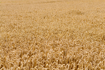Field of wheat