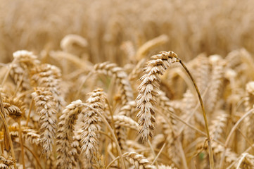 Stalks of wheat