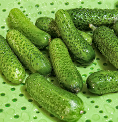 Group of the small wet green cucumbers on the light green tray