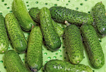 Group of the small wet green cucumbers on the light green tray