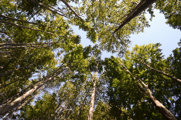 Alberi nel bosco - Appennino Tosco Emiliano