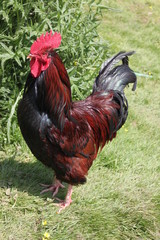 Proud rooster
