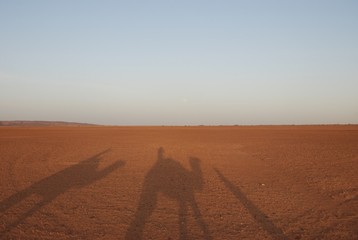 Fototapeta premium Camel Shadows