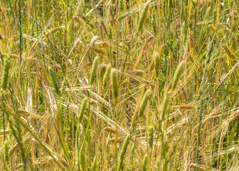 Young barley spikes on green rural background