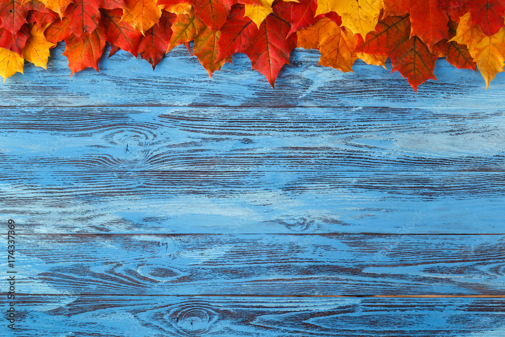 Canvas Prints natural maple leaves as frame on wooden background