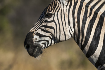 Naklejka premium Common Zebra, South, Africa