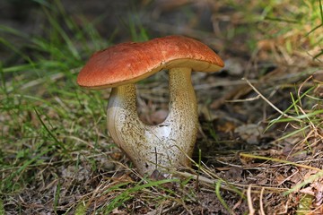 Espen-Rotkappe (Leccinum leucopodium) mit Doppelstiel 
