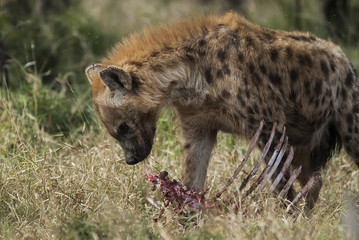 Hyena South Africa