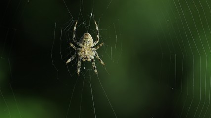 Spider in its web