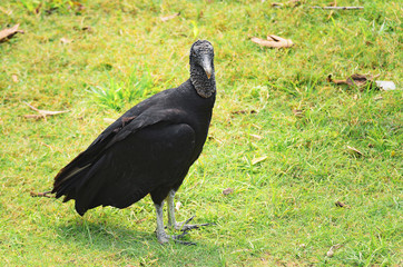 Urubu-de-cabeca-preta bird over a green grass. Black vulture with body totally black seen in Pantanal, Brazil.